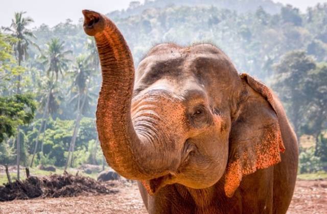 Šri Lanka Plaža i Izleti